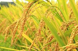 Giá lúa gạo hôm nay 22/4: Giá lúa gạo ổn định ở mức thấp so với đầu tháng 3