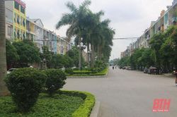 Đừng để cây xanh che khuất tầm nhìn lái xe