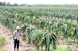 NỖI NIỀM... CÂY TRÁI