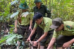 Thả 5 cá thể rùa núi viền quý hiếm về lại rừng tự nhiên