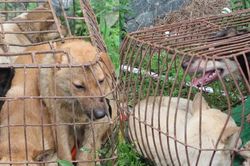 Băng nhóm trộm chó chuyên nghiệp gây náo loạn vùng quê Đô Lương, Nam Đàn