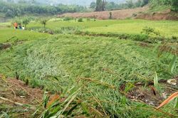 Nhiều diện tích lúa, cây trồng ở Quảng Bình bị ảnh hưởng do giông lốc