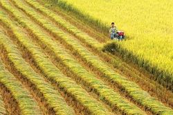 Giá lúa gạo hôm nay 23/4: Giá nếp bật tăng
