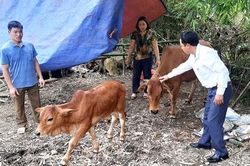 Yên Lập: Phòng chống viêm da nổi cục trên đàn đại gia súc
