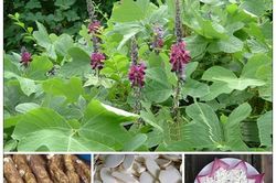 Bài thuốc phòng trị nóng trong người