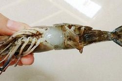 Tôm có dấu hiệu này cho không cũng đừng lấy nói gì bỏ tiền mua, ăn vào rước asen cẩn thận kẻo 'thiệt mạng'