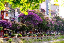 Đầu hè, Hà Nội và hoa