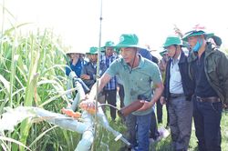 Công ty Thành Thành Công Gia Lai hướng tới mục tiêu phát triển bền vững