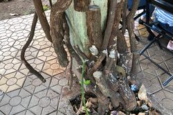 Yêu cầu công an điều tra vụ giàn hoa giấy bị cưa gốc ở Đắk Lắk