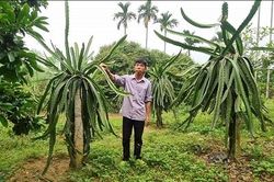 Trưởng khu gương mẫu