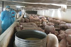 Tổng đàn lợn cả nước tăng 11,6% so với cùng kỳ năm 2020