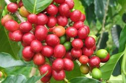 Giá cà phê hôm nay 27/4: Robusta cao nhất 21 tháng qua, trong nước đồng loạt vượt mốc 33 triệu/tấn