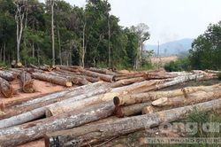 Gỗ la liệt tại điểm tận dụng lâm sản cụm công trình thủy lợi ở Kon Tum