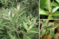 Thuốc dùng ngoài trị mẩn ngứa