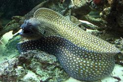 7 người ở Bà Rịa - Vũng Tàu ngộ độc do ăn nội tạng cá Chình Bông biển