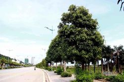Xoài trĩu quả dọc đường Hạ Long, giới trẻ đua nhau ra vặt