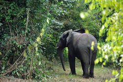 Côte d'Ivoire cảnh báo nguy cơ loài voi biến mất ở quốc gia này