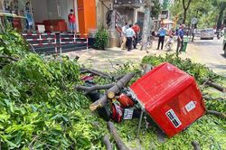 Nhánh cây cổ thụ bất ngờ gẫy, rơi trúng người đi đường
