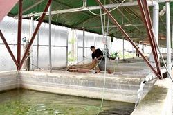 Làm giàu từ nuôi cá giống