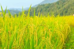 Giá lúa gạo hôm nay ngày 7/4: Giá các loại lúa gạo duy trì ổn định