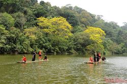 Về Tân Trào mùa hoa lim vang