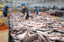 Bi kịch khó tin 2021: Càng đắt hàng càng gánh lỗ nặng