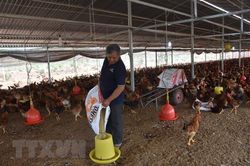 Tận dụng tối đa nguyên liệu trong nước để hạ giá thức ăn chăn nuôi