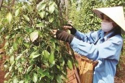 Nông sản Việt tăng giá và tăng tiềm năng xuất khẩu nhờ áp dụng công nghệ chế biến