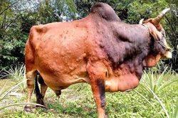 Tiểu thương lao đao vì dịch viêm da nổi cục ở trâu, bò