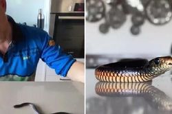 Clip sốc: Rắn 'chết' đầu bẹp rúm bất ngờ sống lại khi thợ bắt rắn nắm đuôi