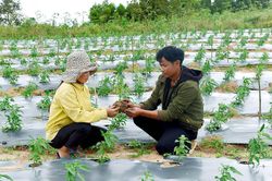 Yang Bắc chuyển mình