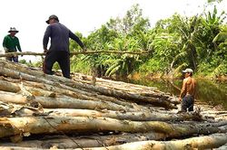Nghề vác tràm mưu sinh muôn phần cực nhọc ở Cà Mau