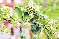 Hương bưởi quê nhà