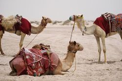 Lý do các nhà khoa học UAE tiêm virus SARS-CoV-2 vào lạc đà