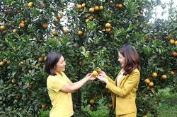 Cam Cao Phong: Hương vị đất Mường