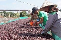 Giá cà phê hôm nay ngày 12/4 trên 2 sàn giao dịch lớn tiếp tục tăng