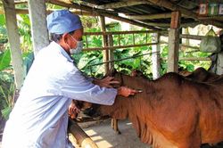 Thiên tai, dịch bệnh gây thiệt hại tại nhiều địa phương