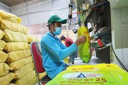 Xuất khẩu gạo đang gặp khó
