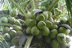 Tăng hiệu quả kinh tế cho trồng dừa
