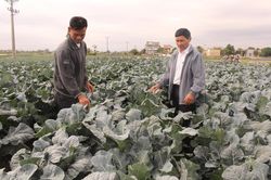 Hơn 400 mô hình kinh tế nuôi con đặc sản, trồng rau quả an toàn đem thu nhập cao cho nông dân Hải Dương