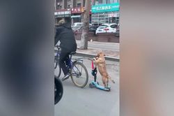 Clip: Chó đi xe trượt trên phố cực 'đỉnh'
