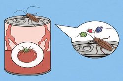 Coi chừng 'nếm' nước thải chuột, côn trùng khi dùng đồ hộp
