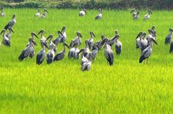 Xuất hiện đàn cò trong Sách đỏ Việt Nam trên đồng lúa Quảng Trị