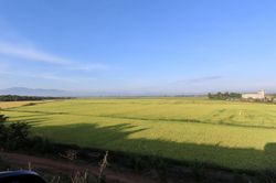 Mùa vàng trên cao nguyên xanh