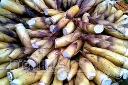 Măng đắng Ðiện Biên