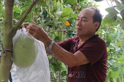 Làm giàu nhờ chuyển đổi cây trồng thích ứng biến đổi khí hậu