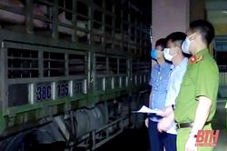 Bắt xe chở lợn nhiễm bệnh tả lợn Châu Phi