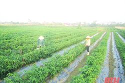Huyện Hậu Lộc phát triển nông nghiệp theo hướng sản xuất hàng hóa chất lượng, hiệu quả bền vững