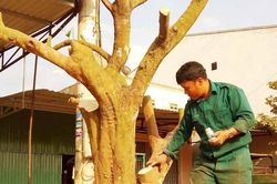 Chuyện nghề đào núi dời cây
