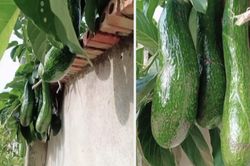 Nhà hàng xóm số hưởng, không trồng cây mà vẫn có quả ăn